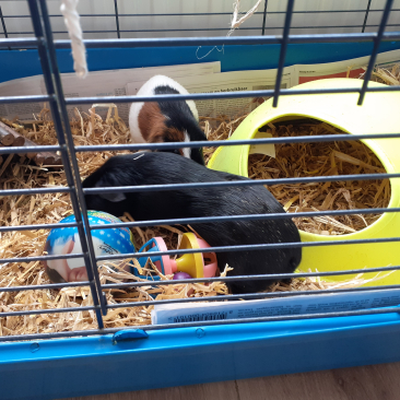 Oppas cavia