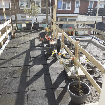 dakterras