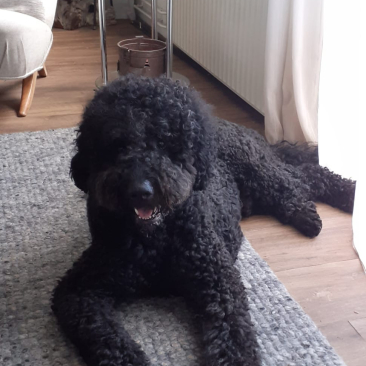 oppas hond